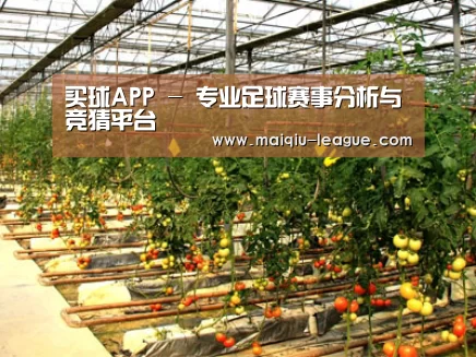 种植基地二(图1)